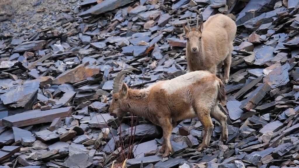 Ibex in Khunjrab National Park