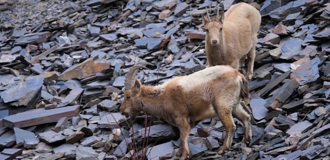 Ibex in Khunjrab National Park