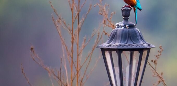 Birds of Pakistan