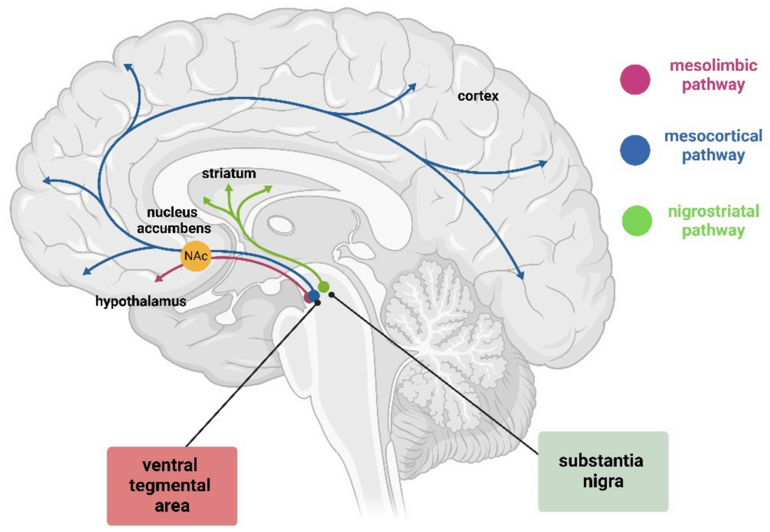 Dopamine sources